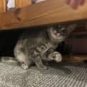 Photo of Little Girl (Was Katie)