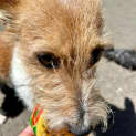 Photo of Smithers