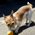 Photo of Smithers