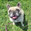 Photo of Buddy