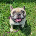 Photo of Buddy