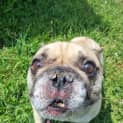 Photo of Buddy