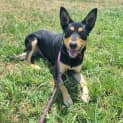 Photo of Bandit