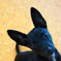 Photo of Luna