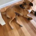 Photo of Nugget   3 Year Old Staffy (Trial)