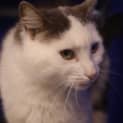 Photo of Purrnelope