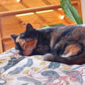 Photo of Rolla