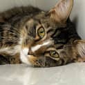 Photo of Snickers