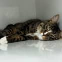 Photo of Snickers