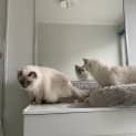 Photo of Ziggy (And Oscar)