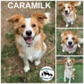 Photo of Caramilk
