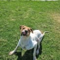 Photo of Bella