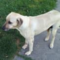 Photo of Ruby