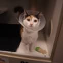 Photo of Arya