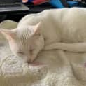 Photo of Yappy