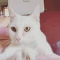 Photo of Yappy