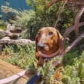 Photo of Zuma