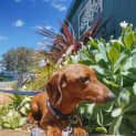 Photo of Zuma