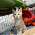 Photo of Macaroni