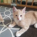 Photo of Macaroni