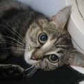 Photo of Jinx