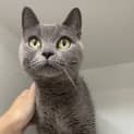 Photo of Miso