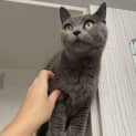 Photo of Miso