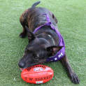 Photo of Roxy