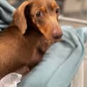 Photo of Dixie