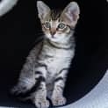 Photo of Basil