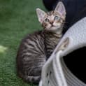 Photo of Basil