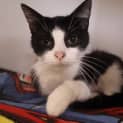 Photo of Pickles