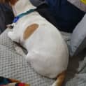 Photo of Buddy   7 Year Old Jack Russell Terrier (Trial)