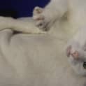 Photo of Purrnelope