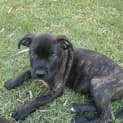 Photo of Onyx