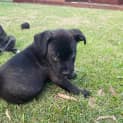 Photo of Onyx