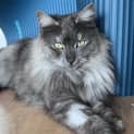 Photo of Daphne