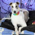 Photo of Wahine