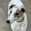 Photo of Wahine