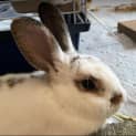 Photo of Hercules