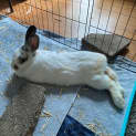 Photo of Hercules
