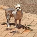 Photo of Reggie 2 Year Old Maltese X (Trial)