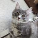 Photo of Maggie