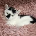 Photo of Bertie