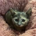 Photo of Pickle