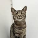 Photo of Tilly