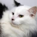 Photo of Cinder