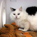 Photo of Cinder