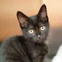 Photo of Athena