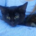 Photo of Luna